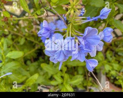 Primo piano di un fiore Plumbago Foto Stock