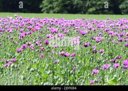 Papaver somniferum campo Foto Stock