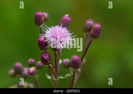 Arvense Cirsium o cardo strisciante Foto Stock