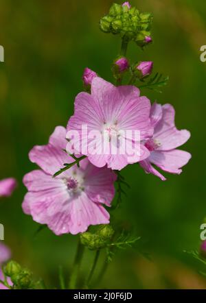 Malva Sylvestris Foto Stock