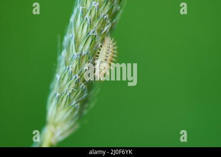 Larva da 24-spot ladybird Foto Stock