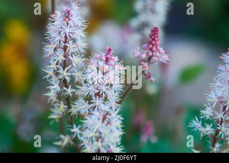 Tiarella Foto Stock