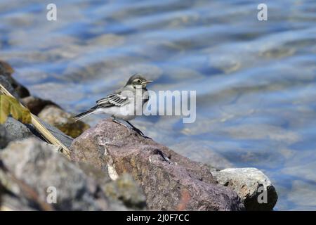 Giovane wagtail bianco Foto Stock