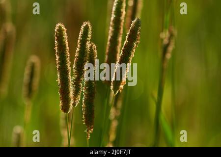 Alopecurus pratensis Foto Stock