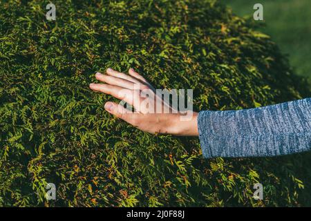 La mano di una giovane donna tocca un lussureggiante cespuglio di thuja. Riunione con la natura e cura per il concetto di giardino Foto Stock