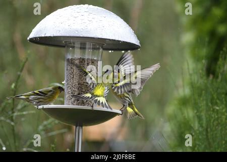 Carduelis spinus Foto Stock