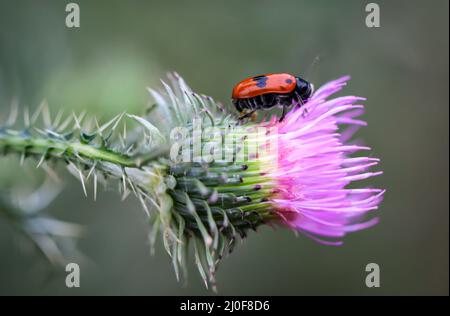 Un primo piano di un coleottero di sacco (Clytra laeviuscula) su un cardo di latte. Foto Stock