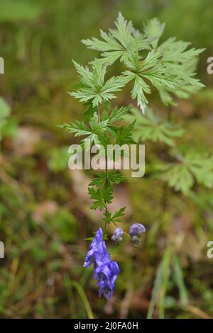 Aconitum napellus (cappa del monaco ) Foto Stock