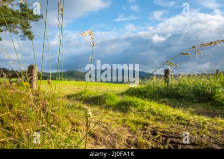 Belle colline ondulate dei confini scozzesi Foto Stock