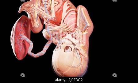 Feto umano alla settimana 35, illustrazione Foto Stock