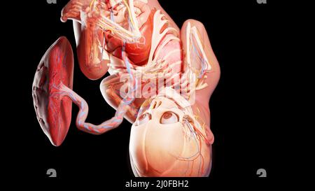 Feto umano alla settimana 37, illustrazione Foto Stock