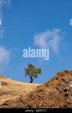 Albero solitario su un campo asciutto contro il cielo blu Foto Stock