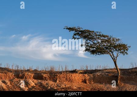 Albero solitario su un campo asciutto contro il cielo blu, Nicosia Cipro Foto Stock