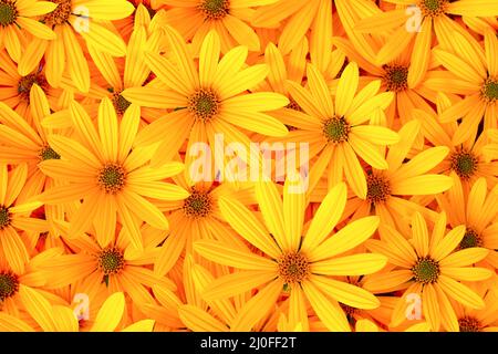 Autunno sfondo giallo dei fiori di fioritura di topinambur Foto Stock
