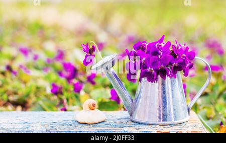 Bouquet di fiori della foresta viola in una lattina annaffiatura lattina e lumaca guscio su una pietra su un legno blu Foto Stock