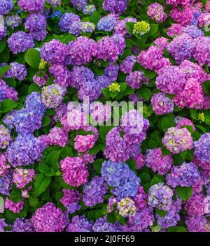 Aiuole con splendidi fiori di hydrangea multicolore da vicino Foto Stock