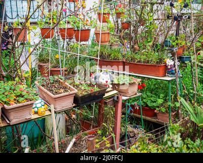 Giardino con molte piante in pentole di varie forme e. figurine decorative Foto Stock