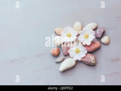 Estrazione di pietra rosa e fiori su uno sfondo grigio con spazio per testo, vista dall'alto Foto Stock
