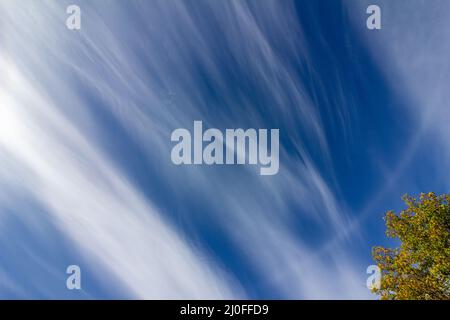 Albero di noce con foglie giallastre contro un pittoresco cielo blu con bianche nuvole di Cirrus su un autum Foto Stock