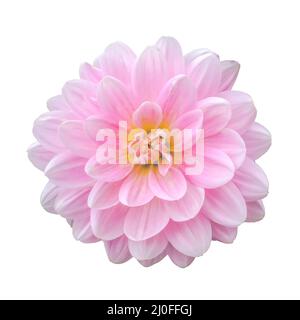 Isolato Fiore rosa di Dahlia Foto Stock