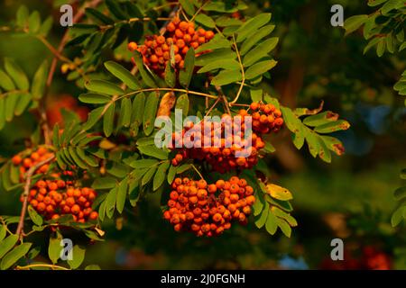 Sorbus aucuparia, comunemente chiamato rowan Foto Stock