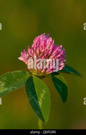 Trifolium pratense, il trifoglio rosso, Foto Stock