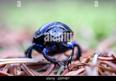 Primo piano di un coleottero di stercorosus di legno (Anoplotrupes stercorosus) sul pavimento della foresta. Foto Stock