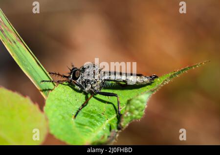 Un predatore vola o vola a caccia (Ailidae) su una foglia. Foto Stock