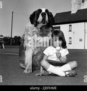 Jason il St Bernard è un contendente per il cane più pesante in Gran Bretagna. La nipote del suo proprietario di sei anni Rachel è raffigurata con Jason. 18th maggio 1980. Foto Stock