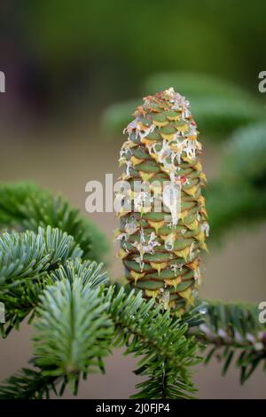 I coni di pino giovani su un conifer stanno perdendo la resina. Foto Stock