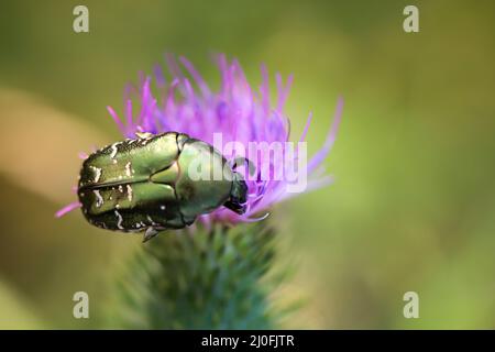 Primo piano di un rosone su un cardo di latte. Foto Stock