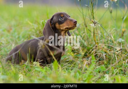 Piccolo cucciolo tedesco di cane da caccia Foto Stock