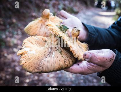 Mano che tiene funghi freschi Foto Stock