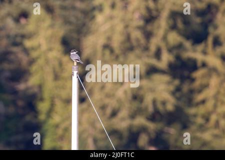 uccello di martin pescatore con cintura su albero di barca Foto Stock