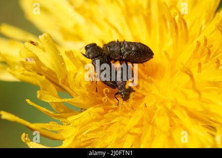 Metallo legno-barile di alesaggio Foto Stock