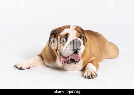 Un Bulldog inglese si trova con la bocca aperta su uno sfondo bianco. Il Bulldog inglese è un cane purebred con un pedigree. Th Foto Stock