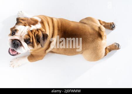 Vista dall'alto come cane giace su sfondo bianco. Il Bulldog inglese è un cane purebred con un pedigree. La razza di cane appartiene t Foto Stock