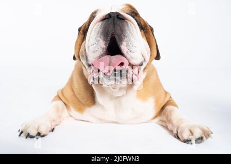 Un Bulldog inglese si trova con la bocca aperta su uno sfondo bianco. Il Bulldog inglese è un cane purebred con un pedigree. Th Foto Stock