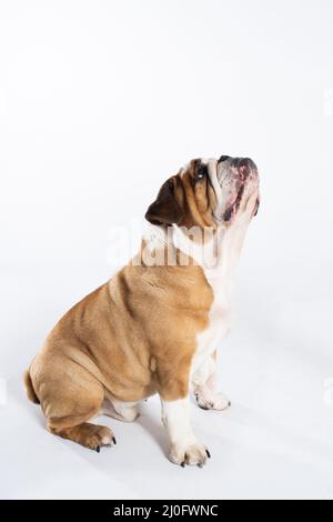 Il cane seduto guarda verso l'alto con la bocca chiusa. Il Bulldog inglese è un cane purebred con un pedigree. La razza di cane belo Foto Stock