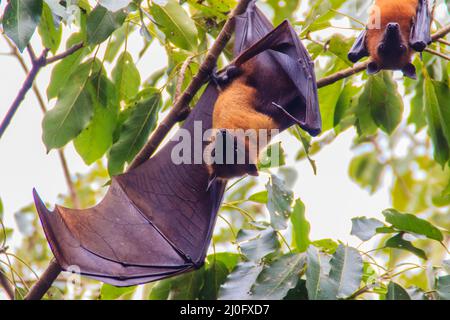 Volata di Lyle, Pteropus vampyrus, Pteropus lylei o Khangkao Maekai (Hen Bats) in lingua thailandese a Wat po, Bangkla, Chachoe Foto Stock