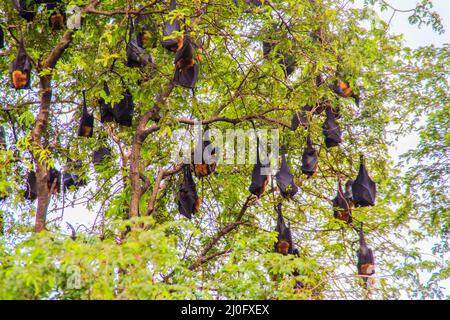 Volata di Lyle, Pteropus vampyrus, Pteropus lylei o Khangkao Maekai (Hen Bats) in lingua thailandese a Wat po, Bangkla, Chachoe Foto Stock