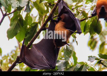 Volata di Lyle, Pteropus vampyrus, Pteropus lylei o Khangkao Maekai (Hen Bats) in lingua thailandese a Wat po, Bangkla, Chachoe Foto Stock