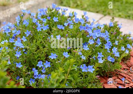 Gromwell - fiore blu brillante con petali piccoli Foto Stock