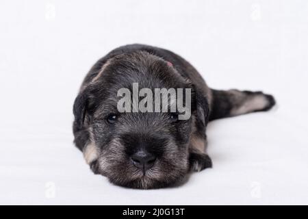 Un piccolo cucciolo neonato giace su una coperta bianca e vi guarda. Piccolo cucciolo di schnauzer in miniatura nero, primo piano. Cura degli animali domestici. Giornata nazionale dei cuccioli Foto Stock