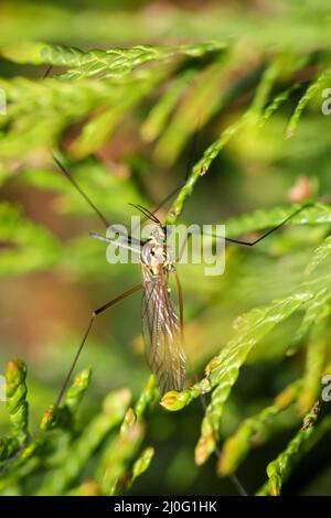 Un primo piano di un insetto mosca-come zanzara a zampe lunghe su una pianta. Foto Stock