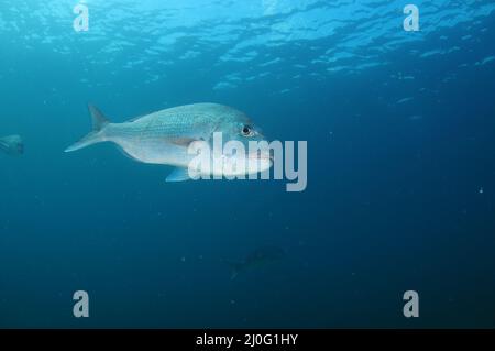 Adulto Australian Snapper Sagrus auratus nuoto in acque blu aperto vicino alla superficie dell'oceano. Località: Leigh Nuova Zelanda Foto Stock