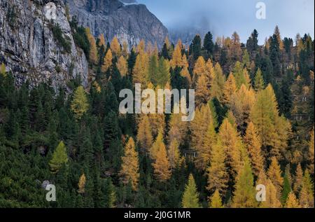 Larici gialle che illuminano sul bordo della montagna rocciosa. Dolomiti Italia, Europa Foto Stock