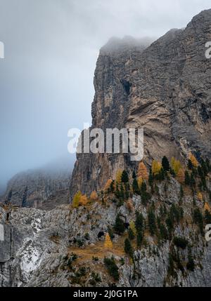 Larici gialle che illuminano sul bordo della montagna rocciosa. Dolomiti Italia, Europa Foto Stock