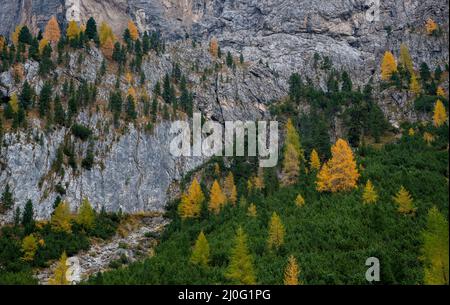 Larici gialle che illuminano sul bordo della montagna rocciosa. Dolomiti Italia, Europa Foto Stock