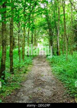 Un diritto, alberato, prova escursionistica, tagliando attraverso un piccolo bosco di faggio nel Chiltrens, nel sud dell'Inghilterra, Regno Unito Foto Stock